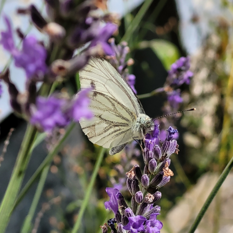 Verantsltungsbild - Naturnaher Garten
