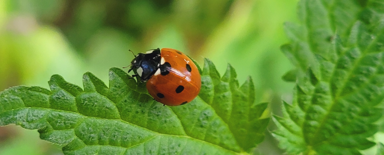Achtsamkeit im Alltag. Kleine Pausen, große Wirkung
