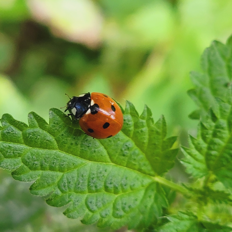Verantsltungsbild - Achtsamkeit im Alltag. Kleine Pausen, große Wirkung