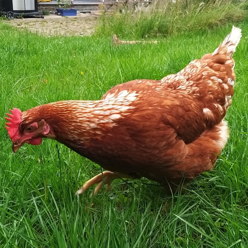 Verantsltungsbild - Vortrag + Besichtigung von Hühnern und Hühnerstall in Goé