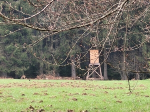 Wald mit Rehen Försterin Elisa Mariate