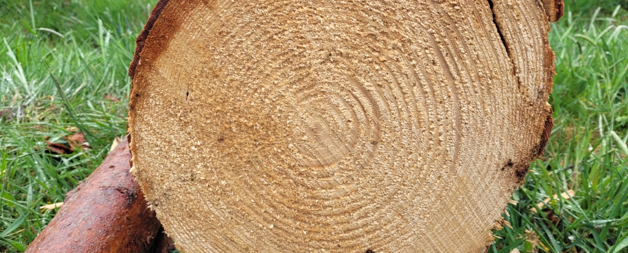 Tagesworkshop: „Jahresringe – Spuren der Zeit entdecken“