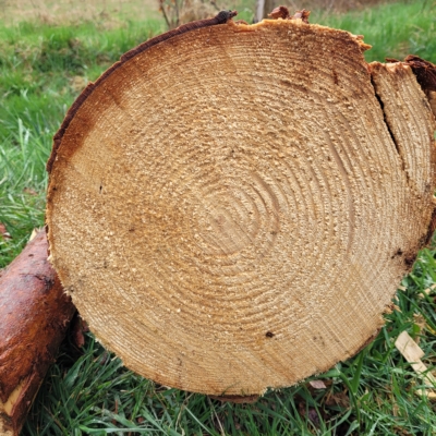 Verantsltungsbild - Tagesworkshop: „Jahresringe – Spuren der Zeit entdecken“