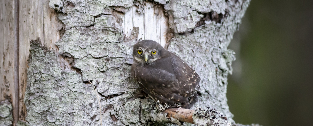 Die Eulen – Geheimnisvolle Jäger der Nacht