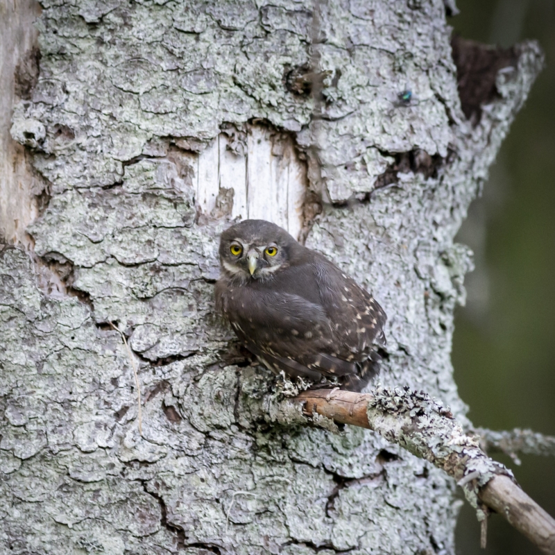 Verantsltungsbild - Die Eulen - Geheimnisvolle Jäger der Nacht