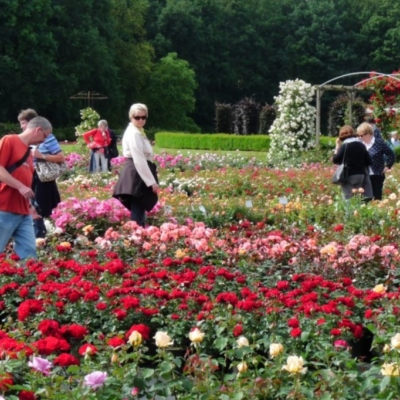 Verantsltungsbild - De Rozenhof Lottum (Niederlande) – Rosenfest