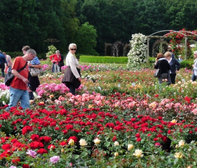 Verantsltungsbild - De Rozenhof Lottum (Niederlande) – Rosenfest