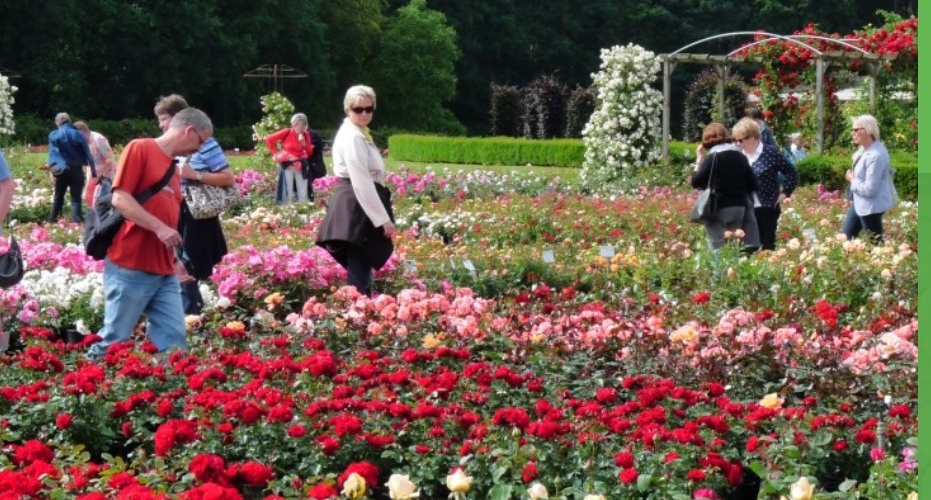 De Rozenhof Lottum (Niederlande) – Rosenfest