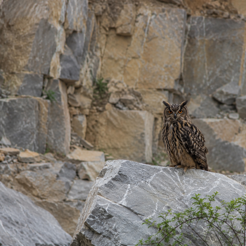 Eulen in der Gruppe Heppenbach in Zusammenarbeit mit AVES Ostkantone